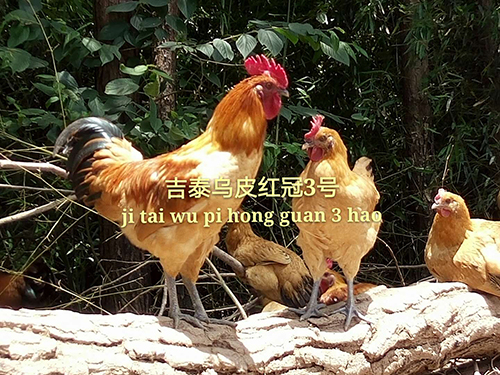 k8凯发一触即发乌皮红冠鸡