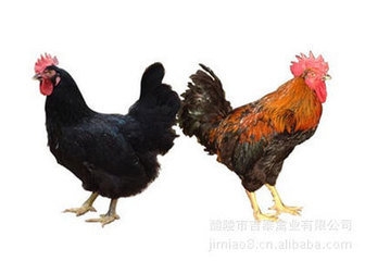 k8凯发一触即发黑土鸡